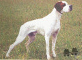 Pedigree TYROL DES LANDES DU PECH Pedigree TYROL DES LANDES DU PECH